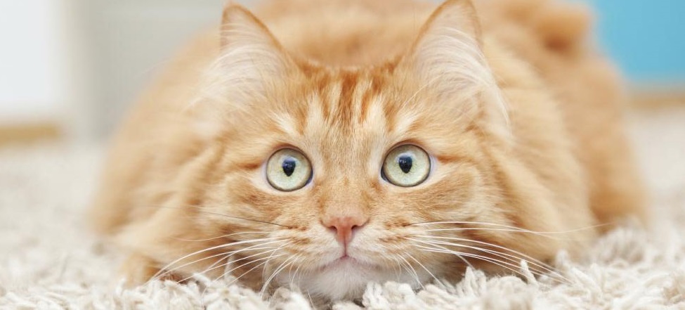 cat-on-white-carpet-in Corona CA
